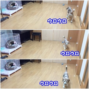 ウロウロ