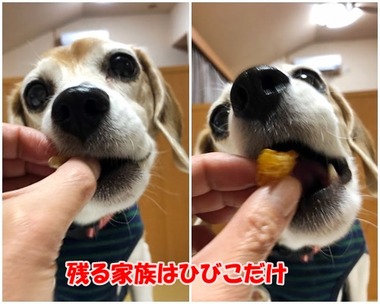家族