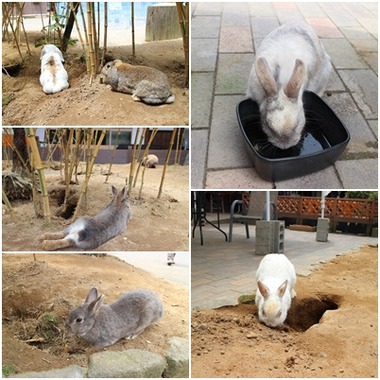 うさぎ