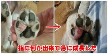 足の指