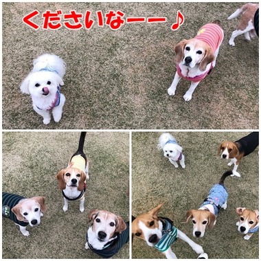 ください