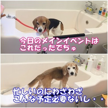 セルフシャンプー11月