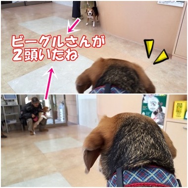 動物病院