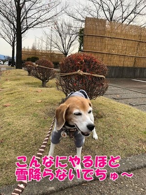 IMG_0332