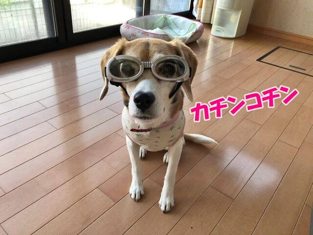 6日目は大失敗が発覚しまちた ガオだらけな日々