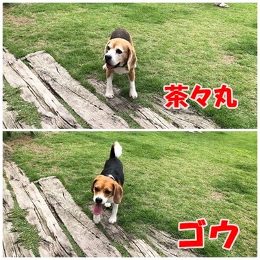 茶々丸とゴウ