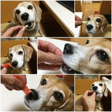 サラダ