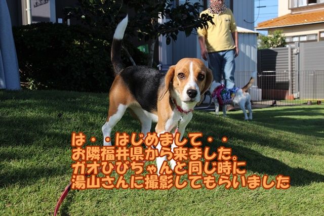 ガオだらけな日々 18年11月12日 ガオだらけな日々 18年11月12日