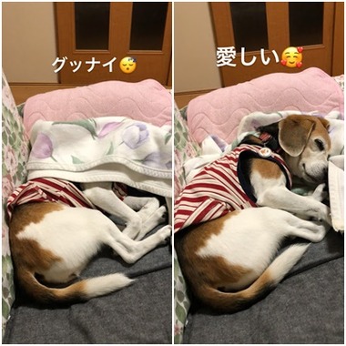 毛布2