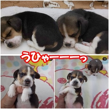 パピー