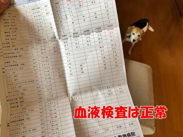 あれこれ検査結果 ガオだらけな日々