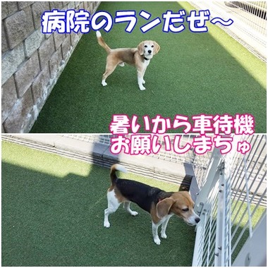 病院のラン