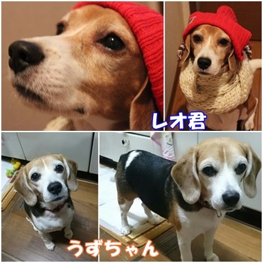同胎犬