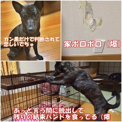 訓練士タミーがやって来た ガオだらけな日々