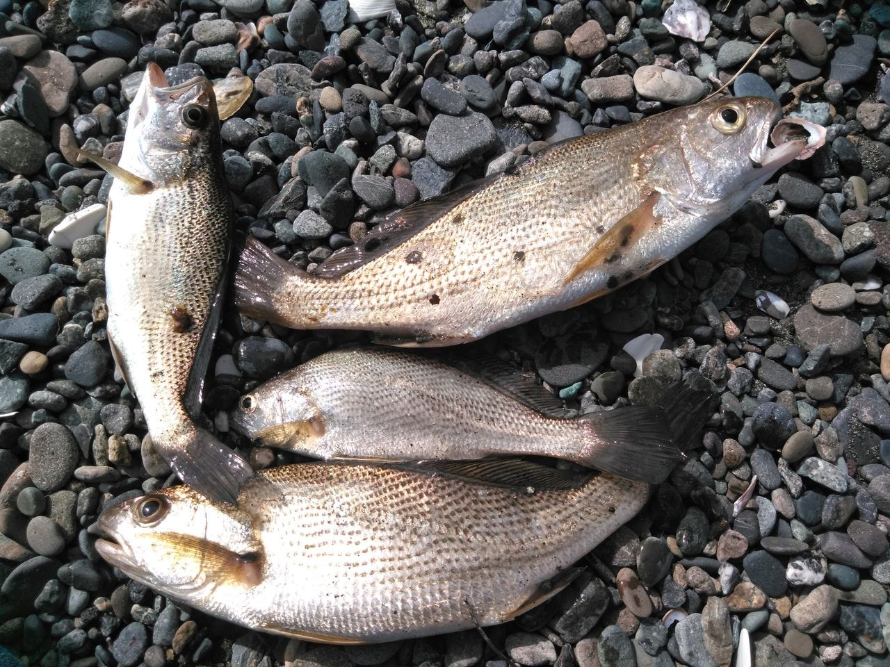 漁や釣りクラブ Rfc ニゴリの西浜海岸 イシモチ狙いなら良いかも 09 25