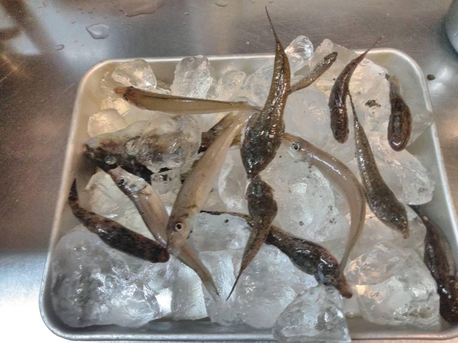 漁や釣りクラブ Rfc 茅ヶ崎港の釣り 03 26