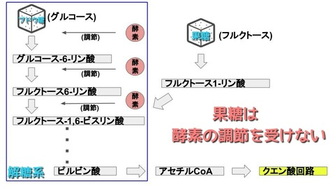 果糖③