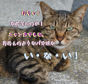 ニャン太