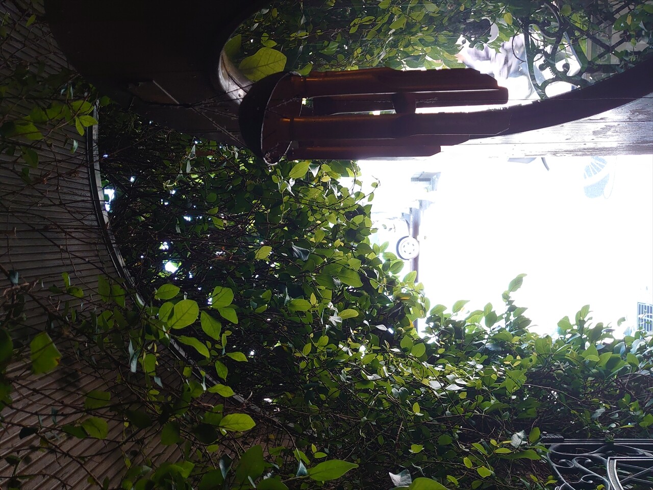 IMG_20240525_133703_R