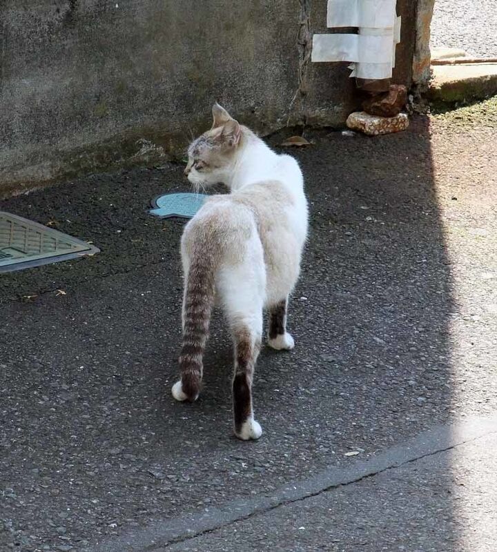 イメージ 6