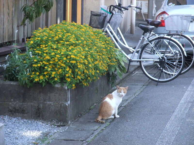 イメージ 12