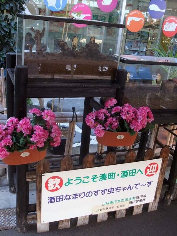 イメージ 5