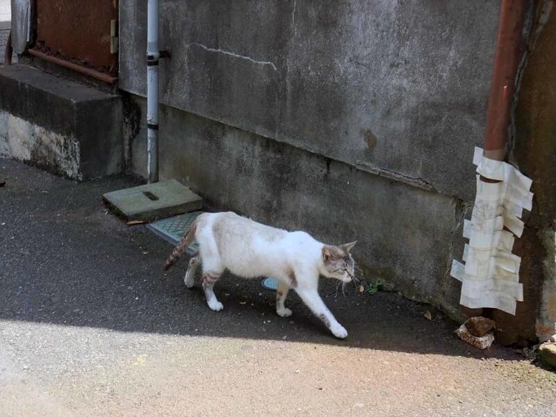 イメージ 7