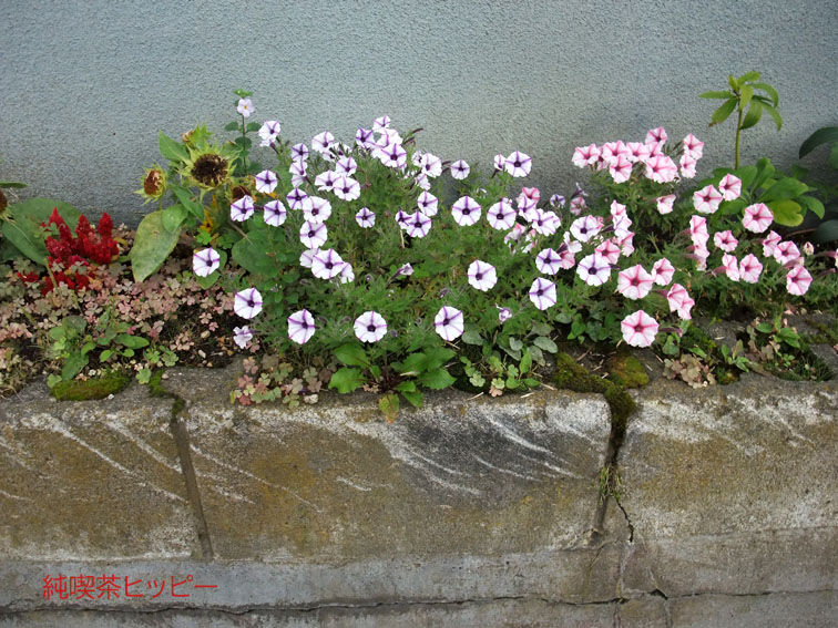 f:id:jkhippie:20191101203319j:plain