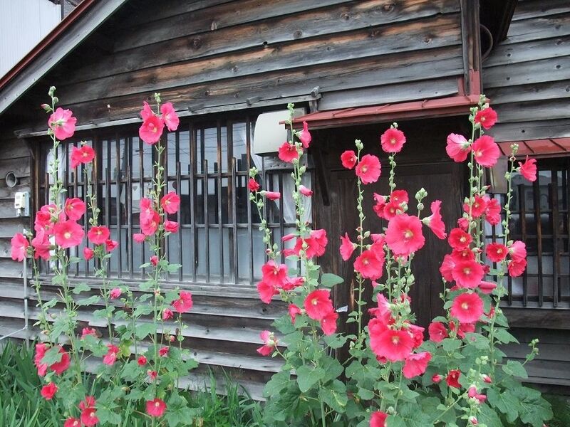 コケコッコー花 純喫茶ヒッピー 1980年から喫茶巡り Powered By ライブドアブログ コケコッコー花 純喫茶ヒッピー 1980年から喫茶巡り Powered By ライブドアブログ