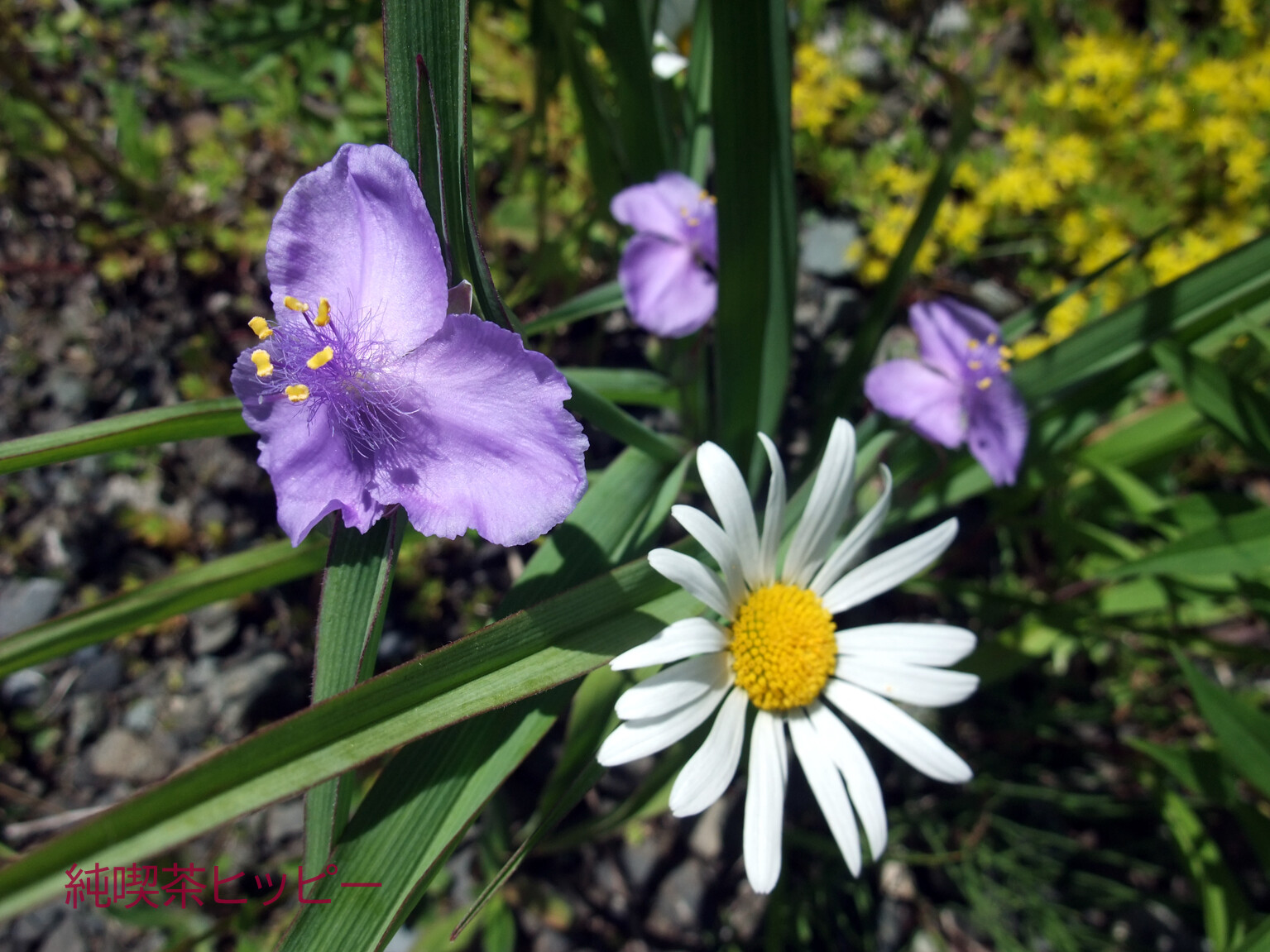 DSCF6847