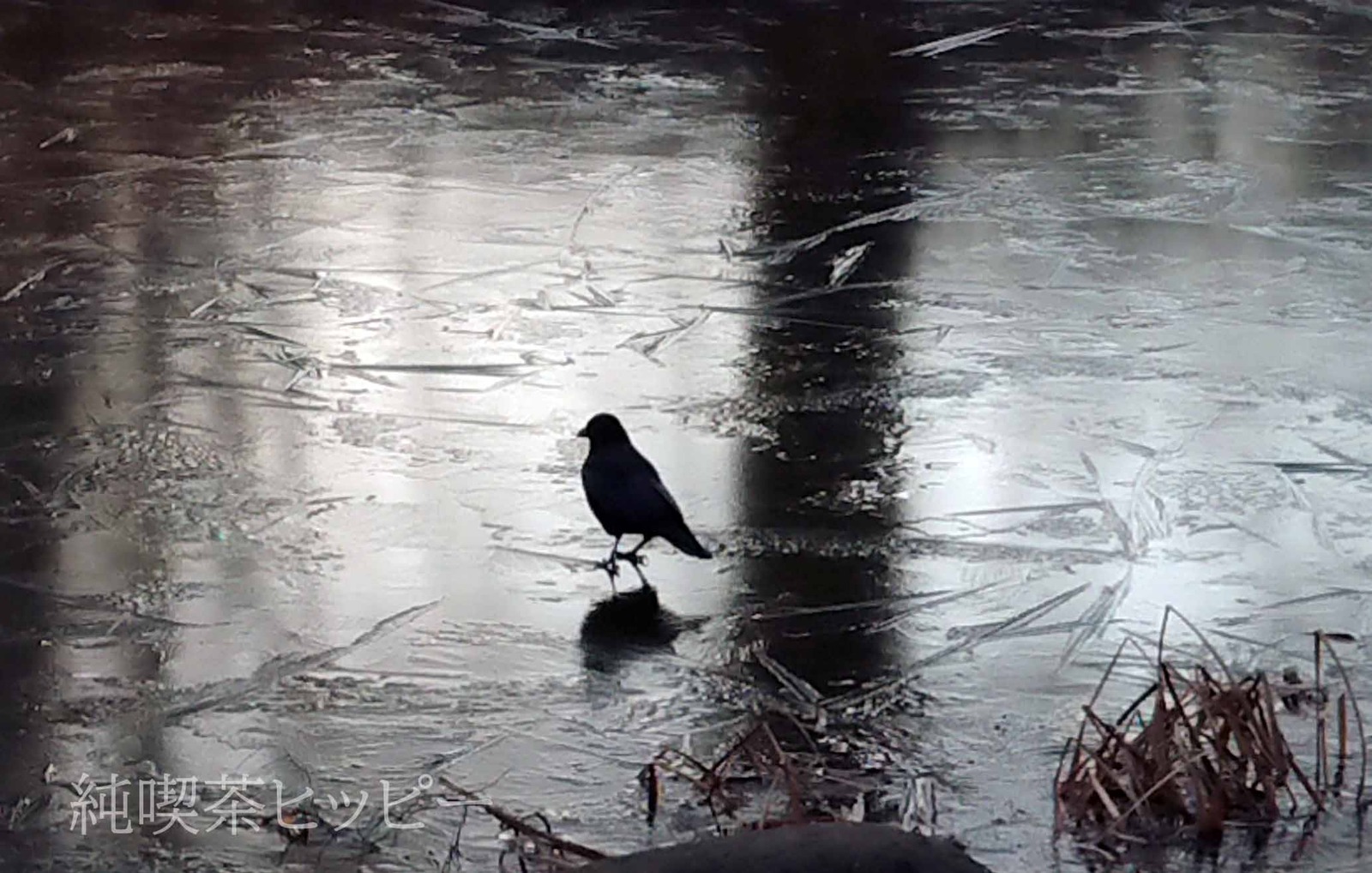 DSC_0000_BURST20211209075643699