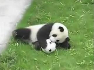 �ܡ���ѥ��