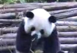 ������ߤѤ��