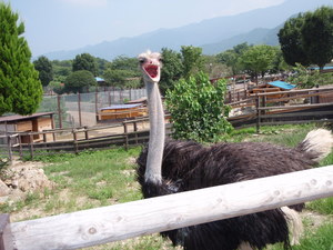 群馬サファリパークの動物達 ラスベガス ラスベガス旅行体験記