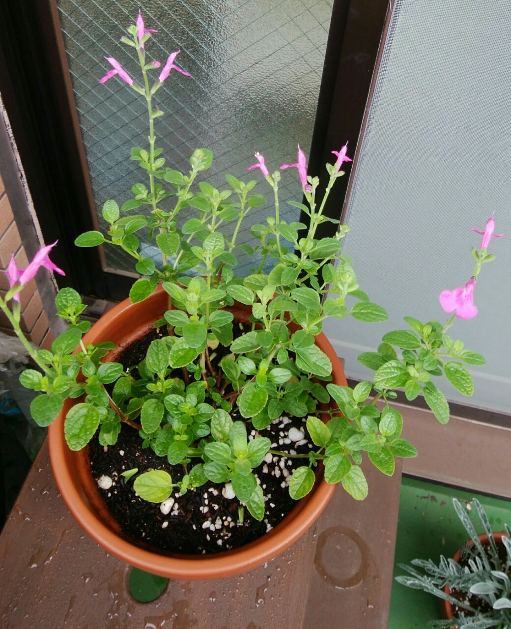 チェリーセージばっさり剪定 アジアン インテリア に魅せられて