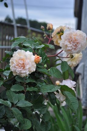 DSC_0083a