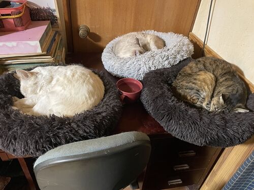 2026-03-06_19-06-59_314