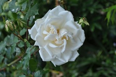 DSC_0053a