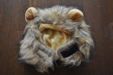 lion370