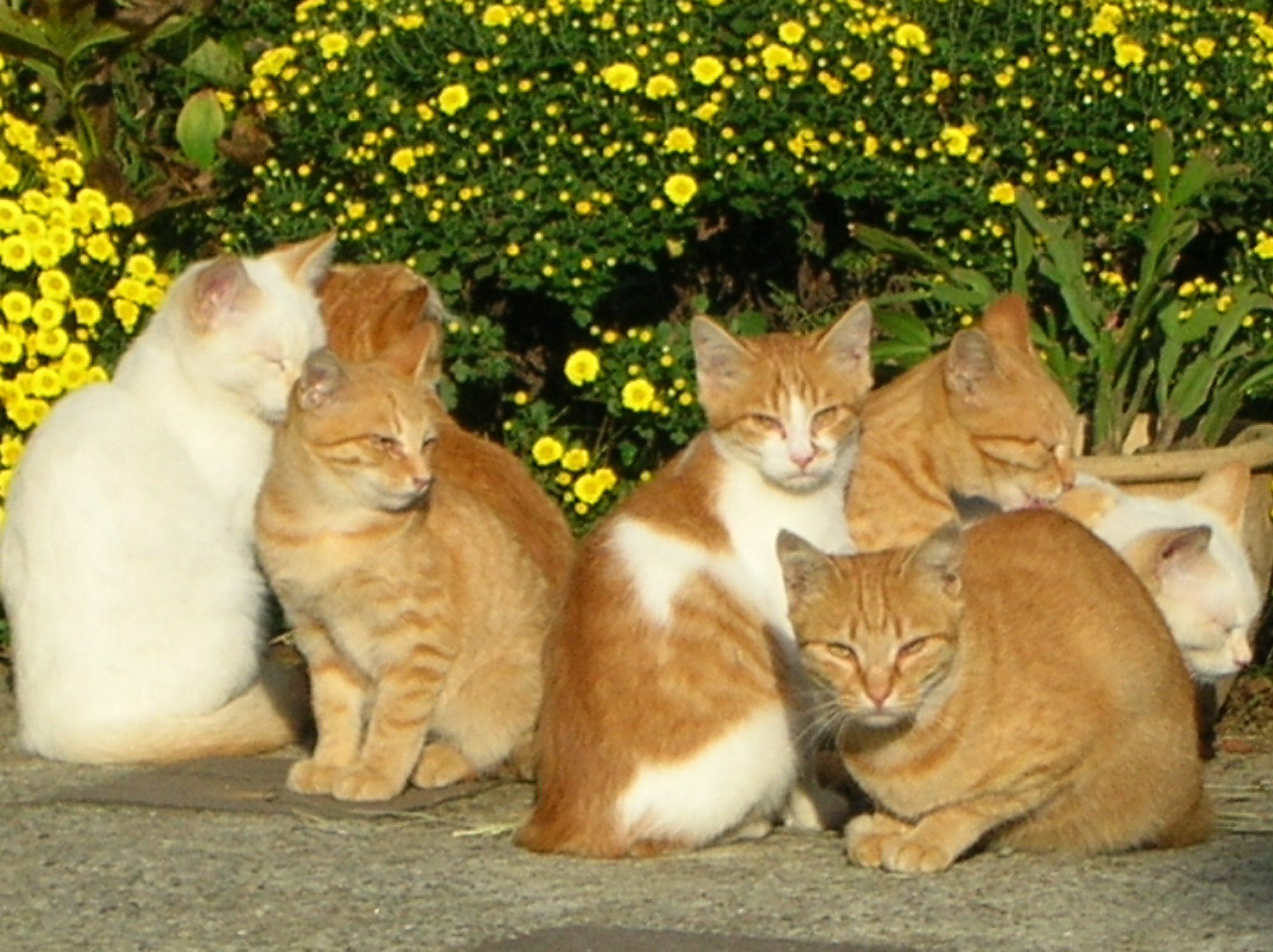 ねこ屋敷の住猫達 下痢