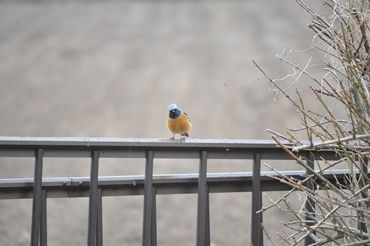 DSC_0262a