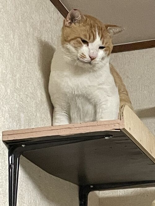 2025-10-31_18-38-32_467