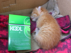 10 ������ 011