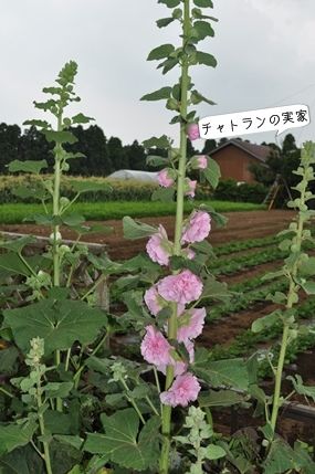あDSC_0251a