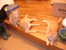 �Ȥ������ȥ�