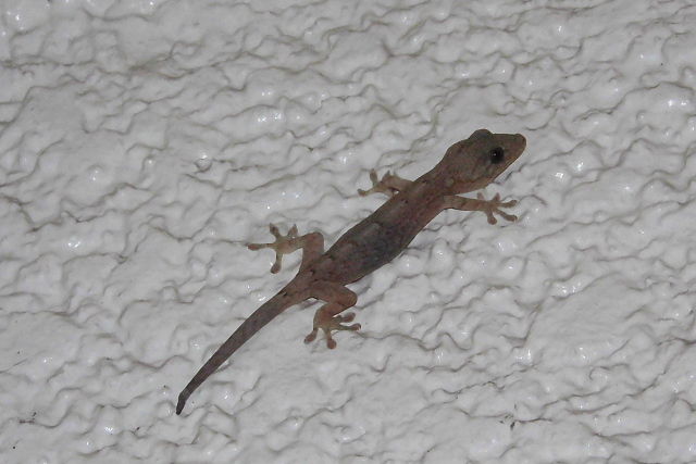 かべちょろ 現わる Jn2tzbの無線ライフ