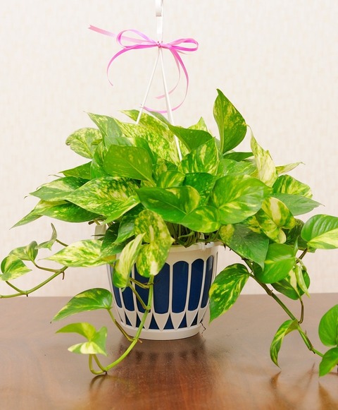 ポトスの健康経営2 Pothos Enjoy ポトス エンジョイ