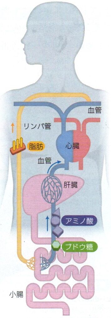 吸収のしくみ (p136_137) : Science for junior high school