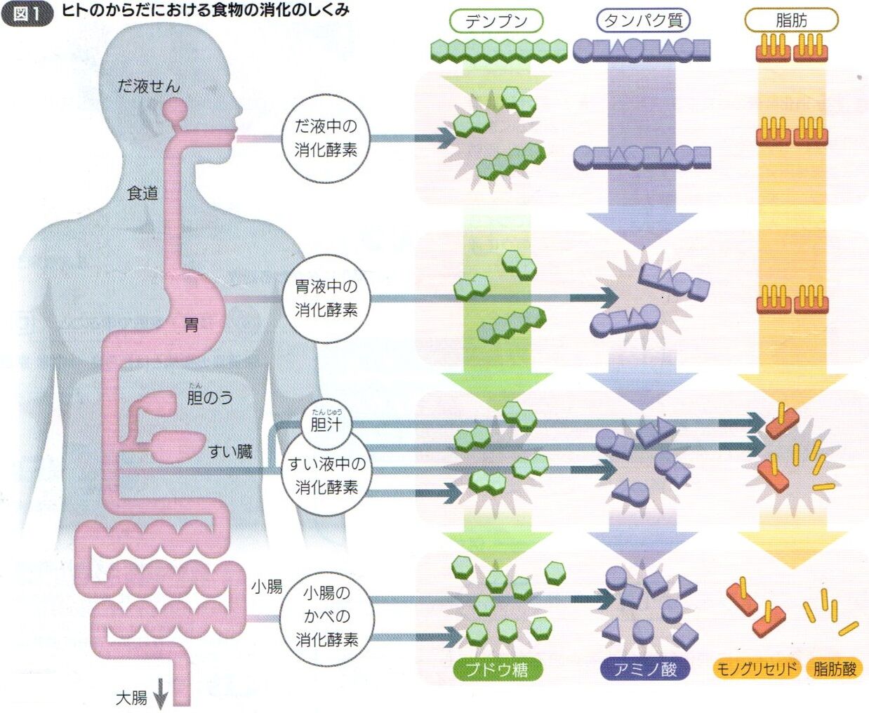 吸収のしくみ (p136_137) : Science for junior high school