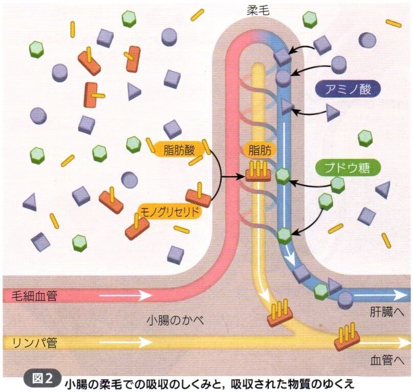 吸収のしくみ (p136_137) : Science for junior high school